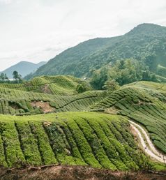 Cameron Highlands in Maleisië